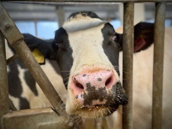 Костромской теленок пометил машину вора ради скорейшего возвращения домой