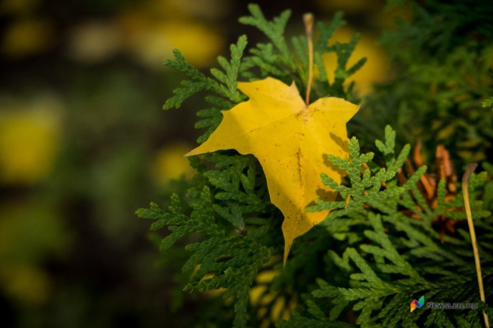 Выходные в Кирове будут пасмурными