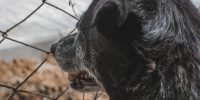 Под Астраханью появится ПВС для бродячих собак почти за 58 млн. рублей