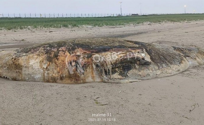 Разлагающееся морское животное заметили на сахалинском побережье