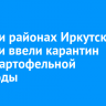 В шести районах Иркутской области ввели карантин из-за картофельной нематоды