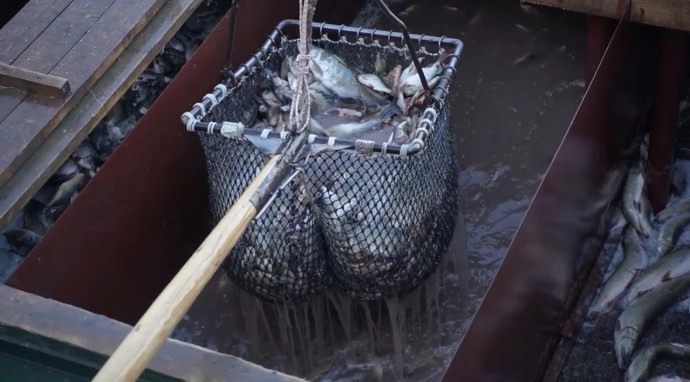 4,8 тысяч тонн рыбы: в Астраханской области продолжается осенняя путина 4,8 тысяч тонн рыбы: в Астраханской области продолжается осенняя путина