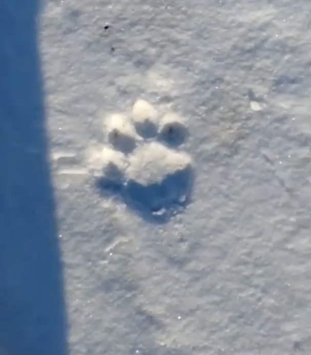 Опасный хищник в селе: тигр прогулялся среди жилых домов В Приморье