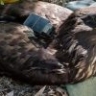 В Астраханской области подстрелили краснокнижного орлана: птица борется за жизнь, возбуждено уголовное дело