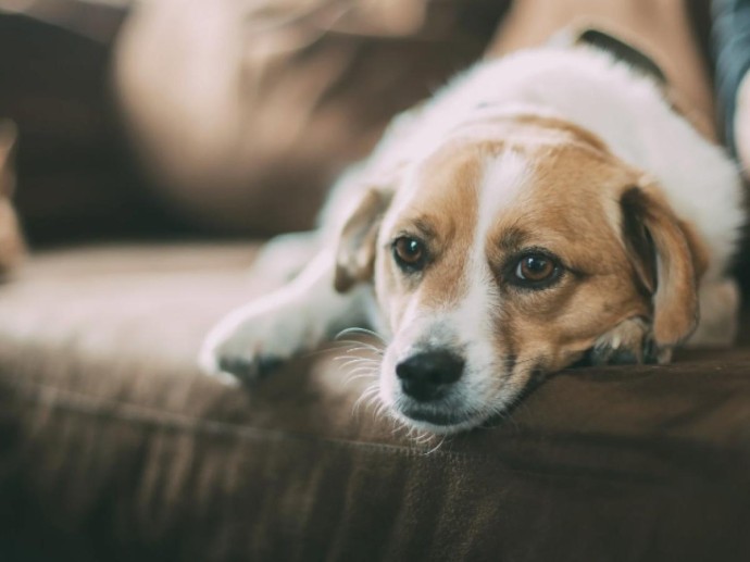 Беременность есть, а щенков не будет: как распознать фантомные роды у питомца