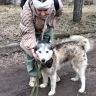 Путешествующая по Новгородской области на «Ласточке» собака вернулась к хозяину