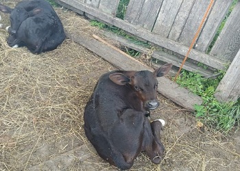 Редкие для коров двойняшки родились в Белогорском округе