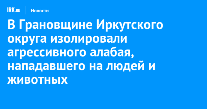 В Грановщине Иркутского округа изолировали агрессивного алабая, нападавшего на людей и животных