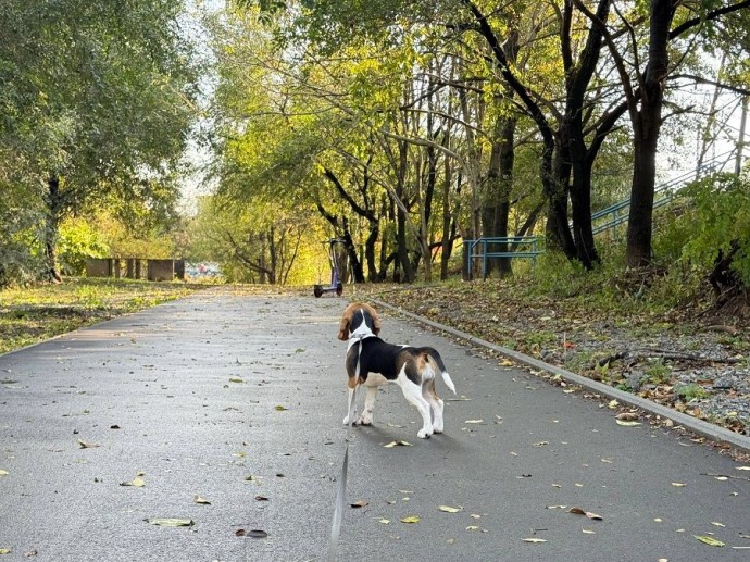 Поилки, одеяло и беруши: эксперт изложил пять правил подготовки собаки к массовому мероприятию Поилки, одеяло и беруши: эксперт изложил пять правил подготовки собаки к массовому мероприятию