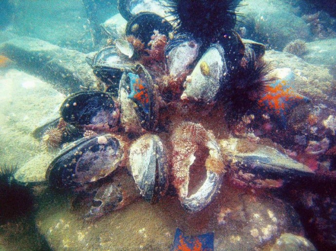 Приморский водолаз обнаружил редкую мидию с натуральным жемчугом