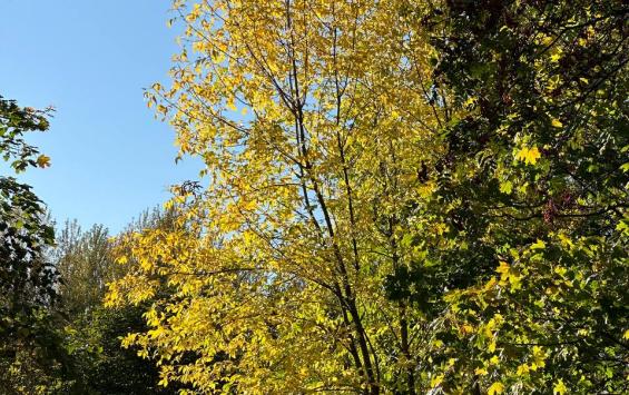 В Курской области за незаконную ёлку в лесу придётся заплатить около 7 тысяч рублей