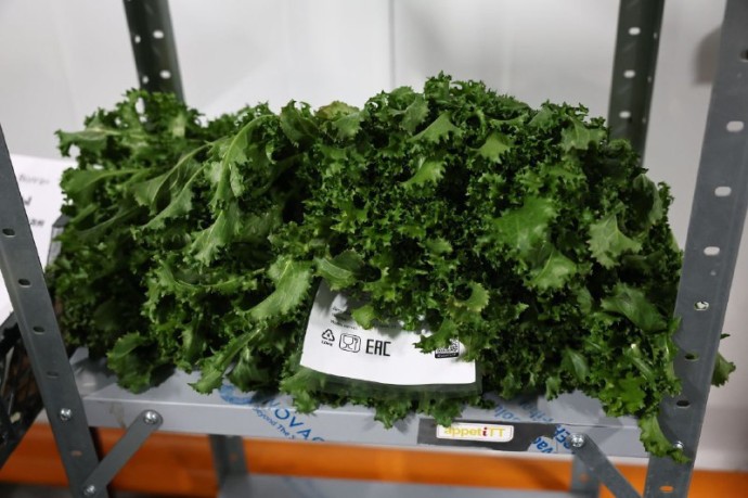 В Астраханской области будут выращивать больше салата В Астраханской области будут выращивать больше салата