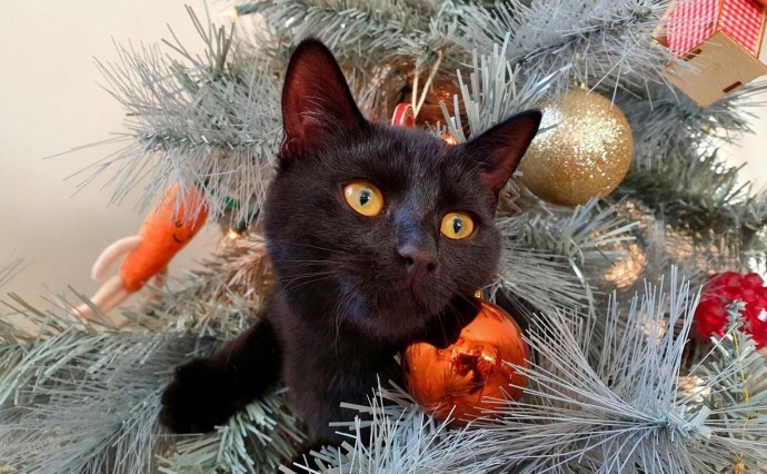 Ёлки-половинки: объявлен свежий тренд новогодних праздников