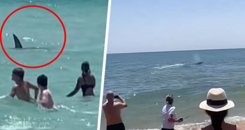 «Я была в ужасе, когда акула попыталась съесть моего мужа вместе с доской»: туристка рассказала всю правду о нападении на популярном пляже