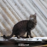 Опасный котик «закрыл» дом в Астрахани на карантин по бешенству