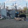 Дикие кабаны с острова копаются на помойке в Астраханской области