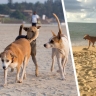 Собаки атакуют Гоа: российской туристке чуть не откусили палец. Как защититься от бродячих псов на пляже?