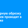 Санитарную обрезку деревьев проводят в Иркутске