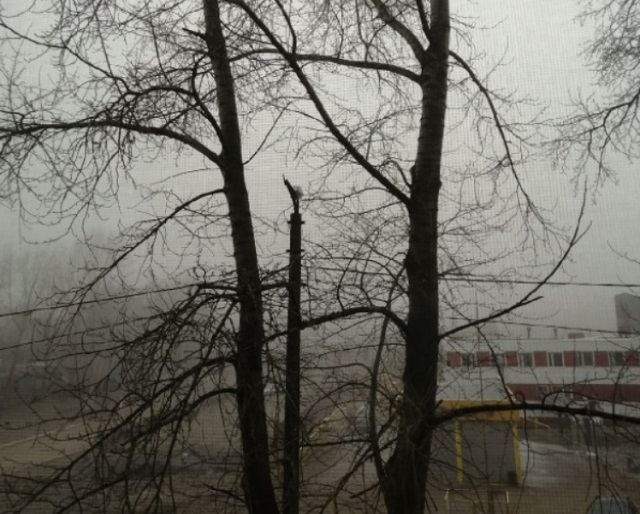 Очередной утренний туман ожидается 28 октября в Мордовии Очередной утренний туман ожидается 28 октября в Мордовии