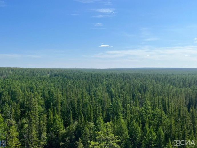 Три причины потери в лесу назвал спасатель из Якутии