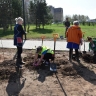 Весенняя посадка деревьев началась в Костроме