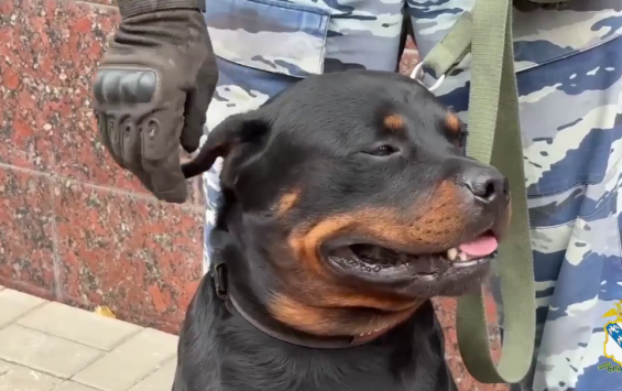 В Курске служебный ротвейлер Ральф помогает полиции