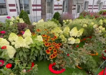 Благовещенское предприятие украсило палисадники базиликом, перцами и туями Благовещенское предприятие украсило палисадники базиликом, перцами и туями