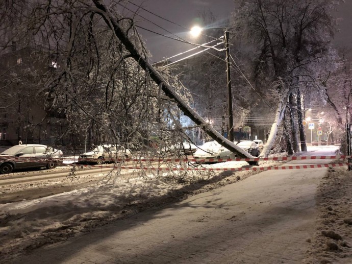 На Морозовской рухнуло дерево