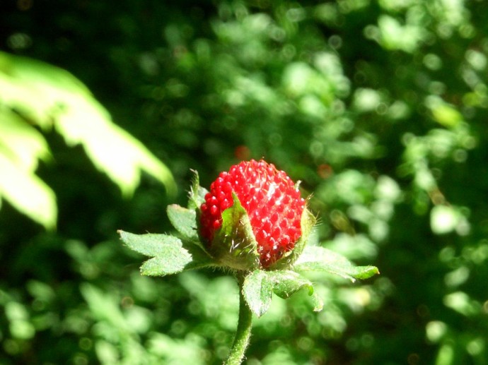 Розмарин помогает защитить землянику и клубнику от вредителей — Actualno