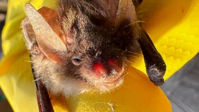 Почему летучие мыши стали чаще заглядывать в гости к петербуржцам и причем тут зимняя спячка Почему летучие мыши стали чаще заглядывать в гости к петербуржцам и причем тут зимняя спячка