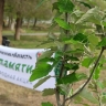 В Новгородской области решают, где расти потомку сталинградского Тополя Победы