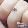 В Приамурье зафиксировали первые случаи укусов клещей