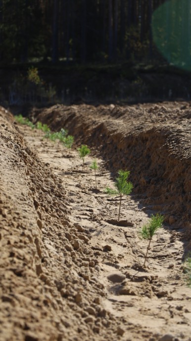 В Кировской области высадили четыре тысячи саженцев сосны В Кировской области высадили четыре тысячи саженцев сосны