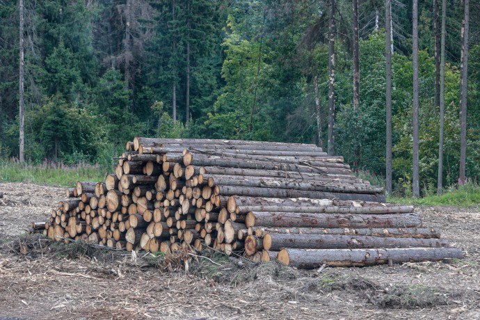 Минпромторг просит СФ поддержать увеличение арендной платы за лес