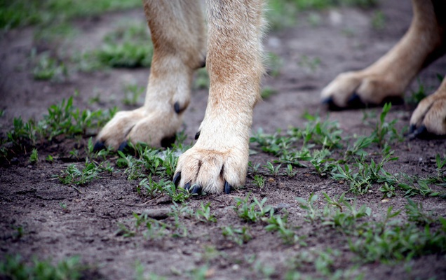 Собака папильон из Перми внесена в книгу рекордов как долгожитель Собака папильон из Перми внесена в книгу рекордов как долгожитель