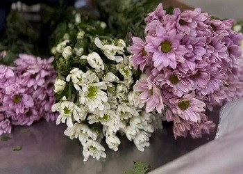 В Приамурье из Китая пытались завезти более 24 тысяч хризантем с грибковым заболеванием