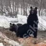 Медведи снова в людных местах: в Ногликах увидели медвежат с матерью у гаражей