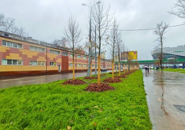 Более 700 деревьев высадят на Щелковском шоссе и ряде улиц на востоке Москвы