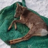 В Приамурье спасли от собак самца косули