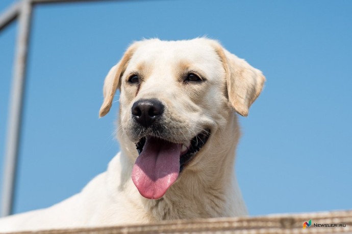 Ассоциации и запахи: РКФ объяснила, почему собаки узнают хозяев даже спустя годы