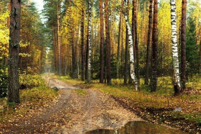 Четыре жительницы Башкирии заблудились в лесу Четыре жительницы Башкирии заблудились в лесу