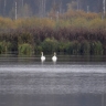 Двух краснокнижных лебедей-кликунов заметили в нацпарке «Лосиный остров»