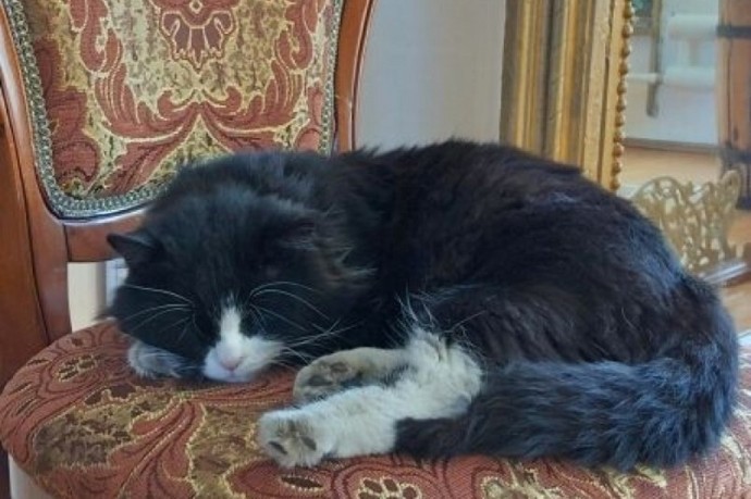 В музее Забайкалья появился пушистый сотрудник В музее Забайкалья появился пушистый сотрудник