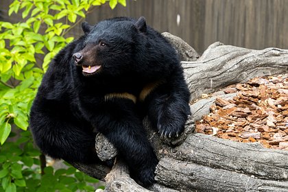 Медведь залез в окно и напал на мужчину