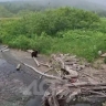 Медвежье семейство прогулялось около оживлённой трассы на Сахалине