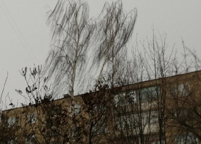 В ближайший час в Мордовия ожидается усиление юго-восточного ветра