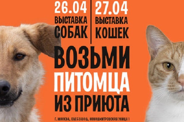 В Москве пройдёт 12-й фестиваль WOOF в поддержку животных из приютов