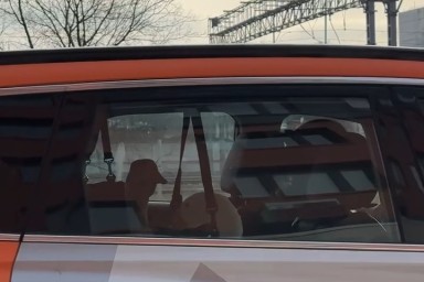 В Москве девушка перевозила гусей в каршеринге