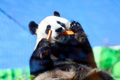 Трансляции из Московского зоопарка помогают сотрудникам сохранять редкие виды