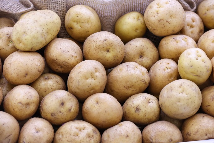 В СФ призвали повышать долю отечественных семян в сельском хозяйстве